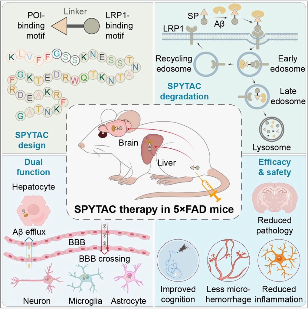 医学院与动物所团队合作开发可编